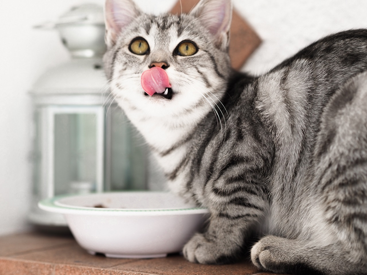 Czy koty muszą mieć specjalistyczną karmę dla kotów?